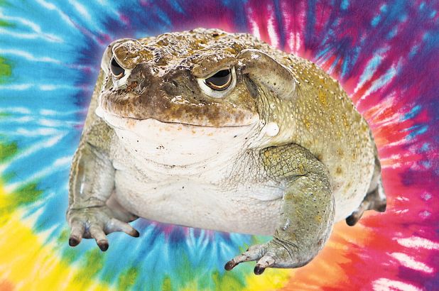 BUFO BUFO GIFT